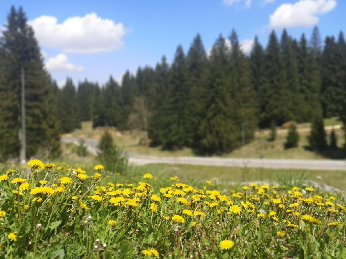 The Evergreen Nest - Silver Mountain بويانا براسوف المظهر الخارجي الصورة