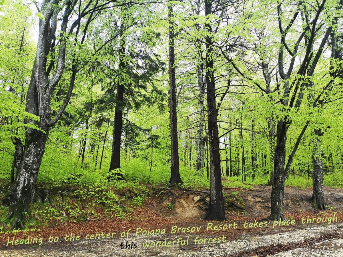 The Evergreen Nest - Silver Mountain بويانا براسوف المظهر الخارجي الصورة